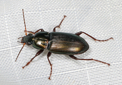Poecilus chalcites