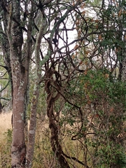 Secamone elliptica