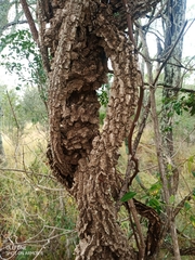 Secamone elliptica