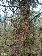 Secamone elliptica