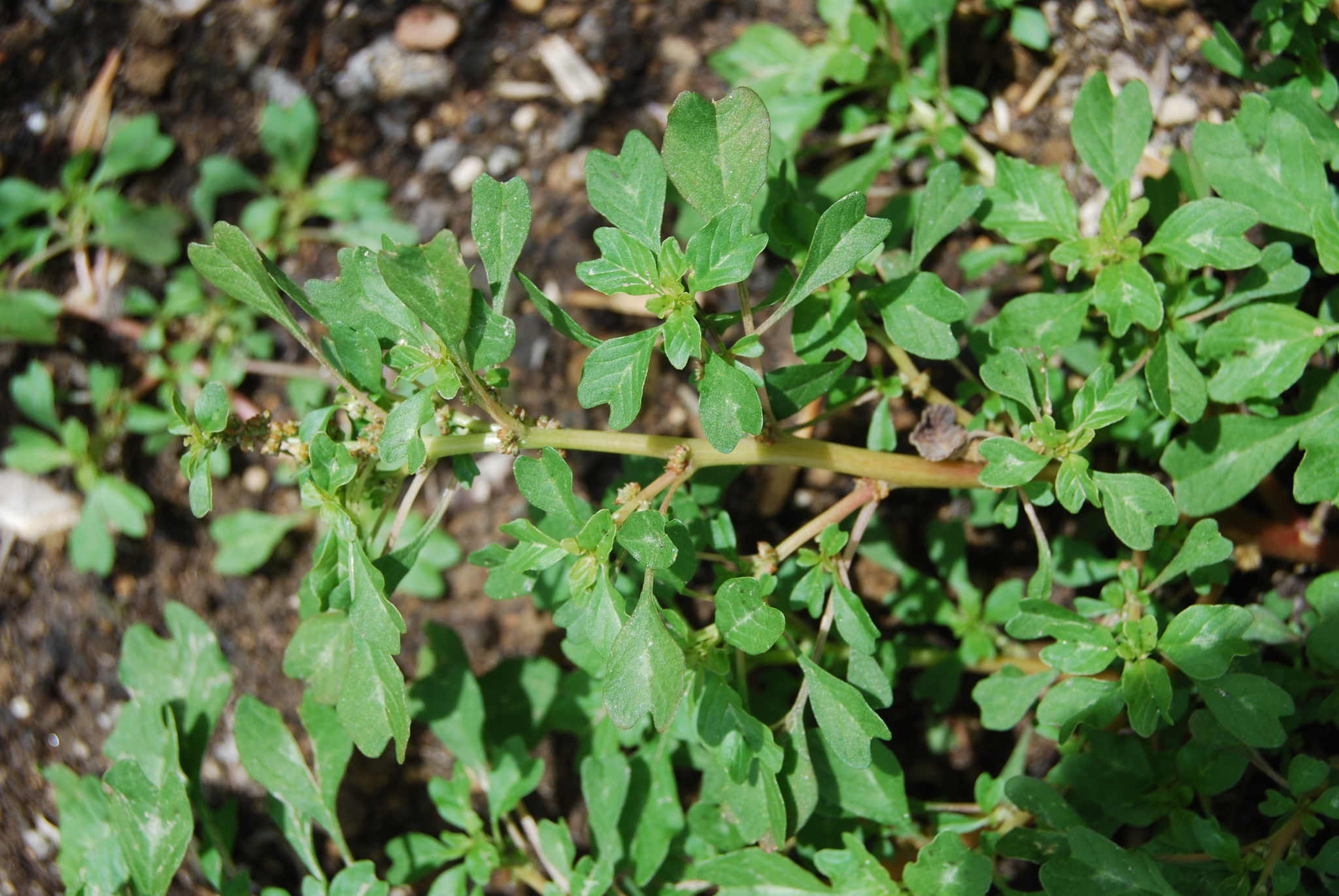 Amaranthus acutilobus