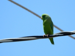 Forpus passerinus