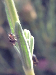 Clastoptera lineatocollis