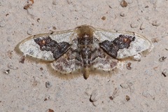 Idaea gemmata