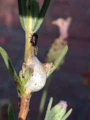 Clastoptera lineatocollis