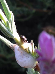 Clastoptera lineatocollis