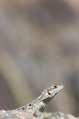 Oplurus quadrimaculatus