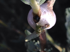 Clastoptera lineatocollis