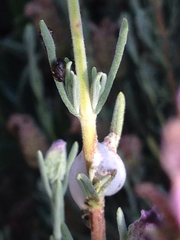 Clastoptera lineatocollis