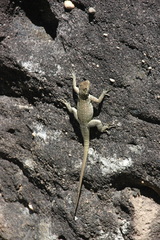 Oplurus quadrimaculatus
