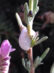 Clastoptera lineatocollis