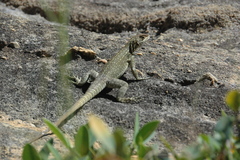 Oplurus quadrimaculatus