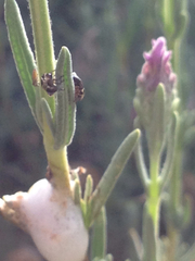 Clastoptera lineatocollis