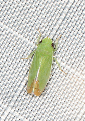 Memnonia flavida