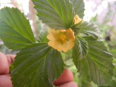 Malvastrum coromandelianum