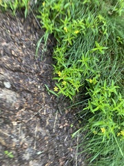 Lysimachia lanceolata