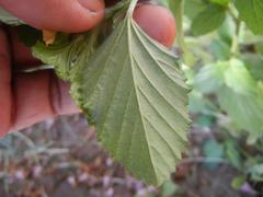 Malvastrum coromandelianum