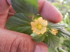 Malvastrum coromandelianum