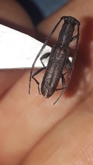Neocompsa puncticollis