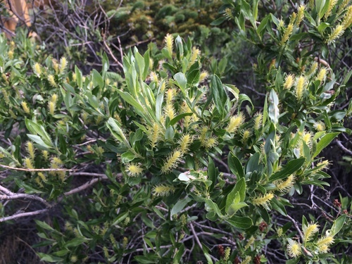 Salix glauca var. acutifolia