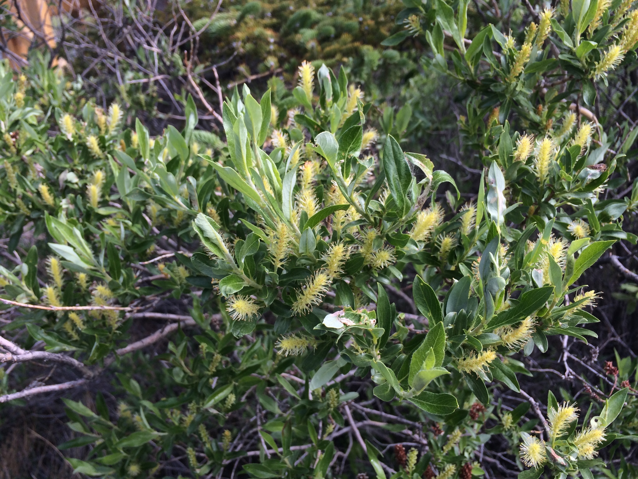 Salix glauca var. acutifolia