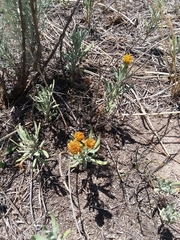 Picradeniopsis oppositifolia