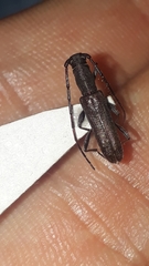 Neocompsa puncticollis