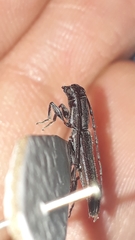 Neocompsa puncticollis