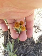 Picradeniopsis oppositifolia