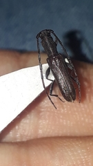 Neocompsa puncticollis