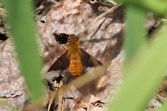 Chrysanthrax cypris