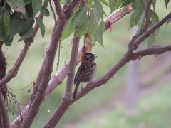 Zonotrichia capensis