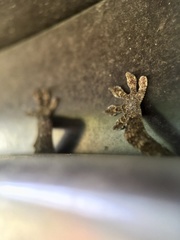 Gekko japonicus
