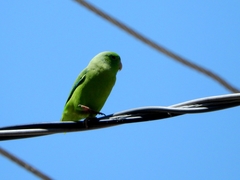 Forpus passerinus