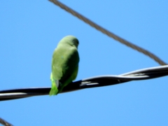 Forpus passerinus