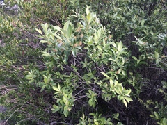 Salix glauca acutifolia