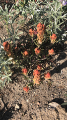 Castilleja arachnoidea