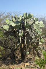 Opuntia quimilo
