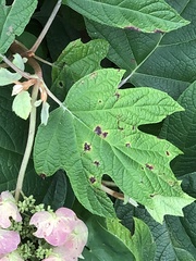 Cercospora hydrangeae