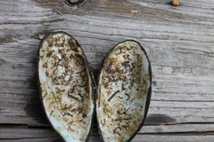 Sagittunio subrostratus