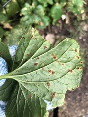 Puccinia violae