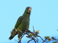 Amazona albifrons