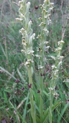 Platanthera aquilonis