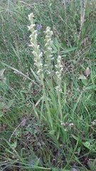 Platanthera aquilonis