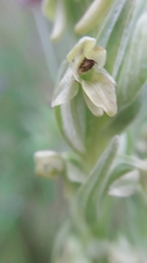 Platanthera aquilonis