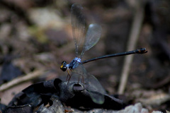 Celebargiolestes cinctus