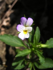 Viola tricolor tricolor