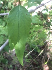 Rudbeckia heliopsidis