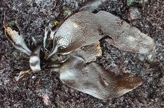 Mazzaella laminarioides