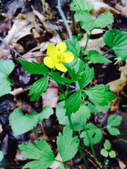 Ranunculus hispidus